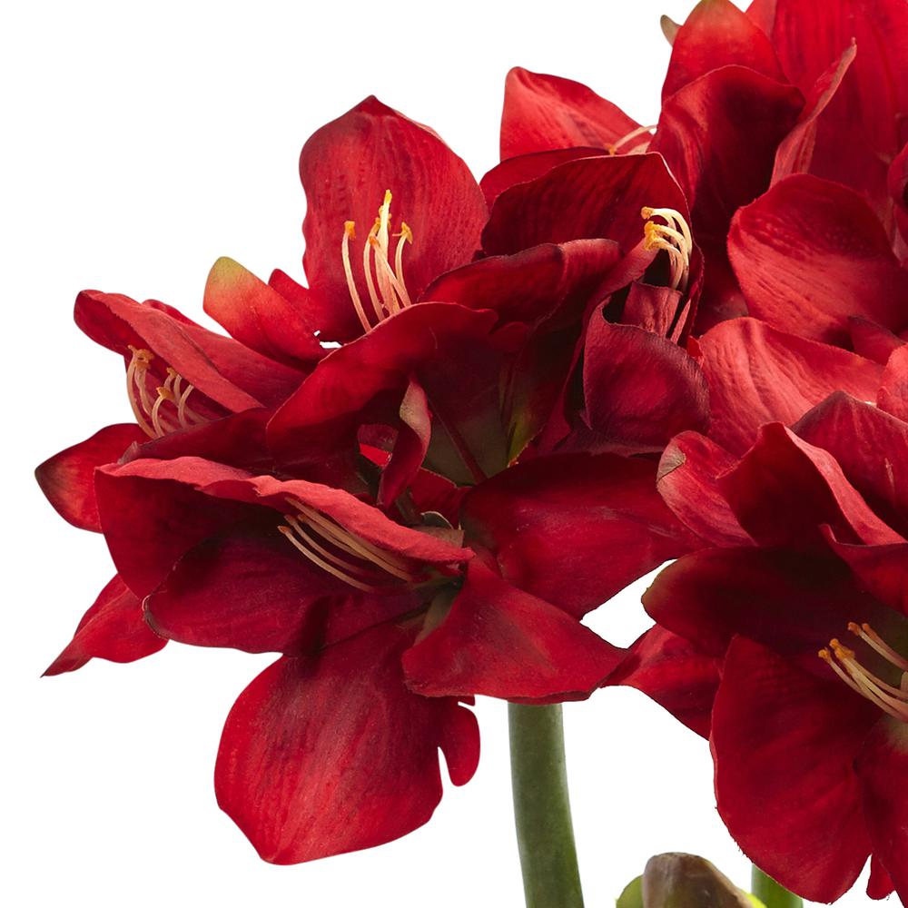 Amaryllis Arrangement with Vase