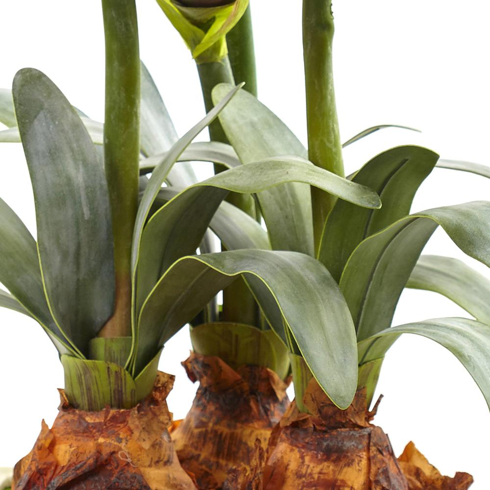 Amaryllis Arrangement with Vase