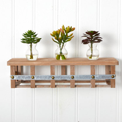 Succulent Arrangements (Set of 3)