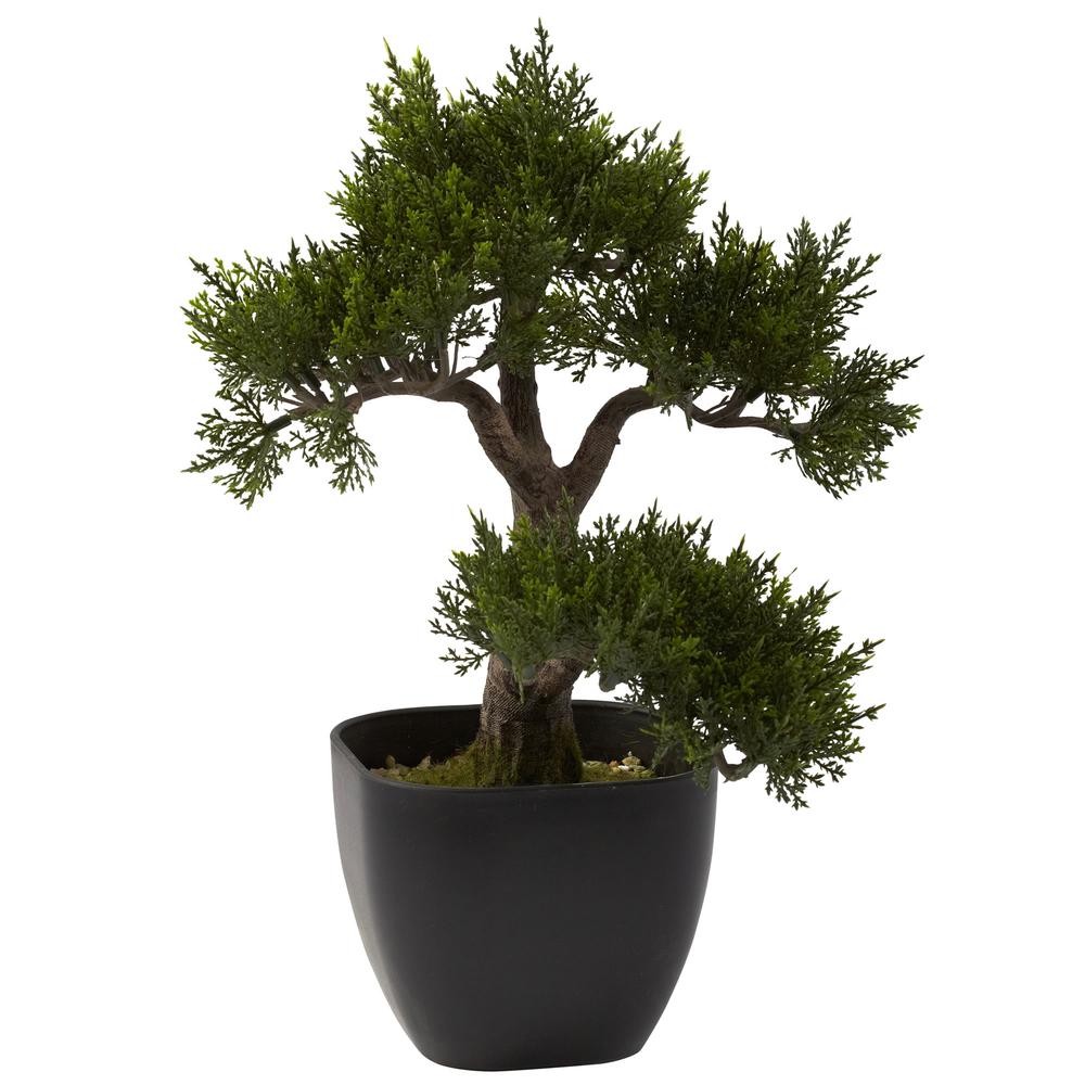 15in. Cedar Bonsai