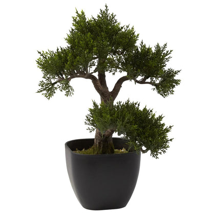15in. Cedar Bonsai