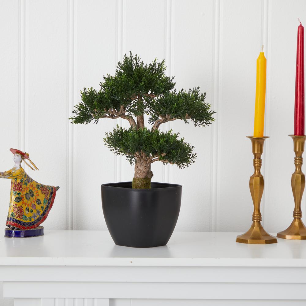 15in. Cedar Bonsai