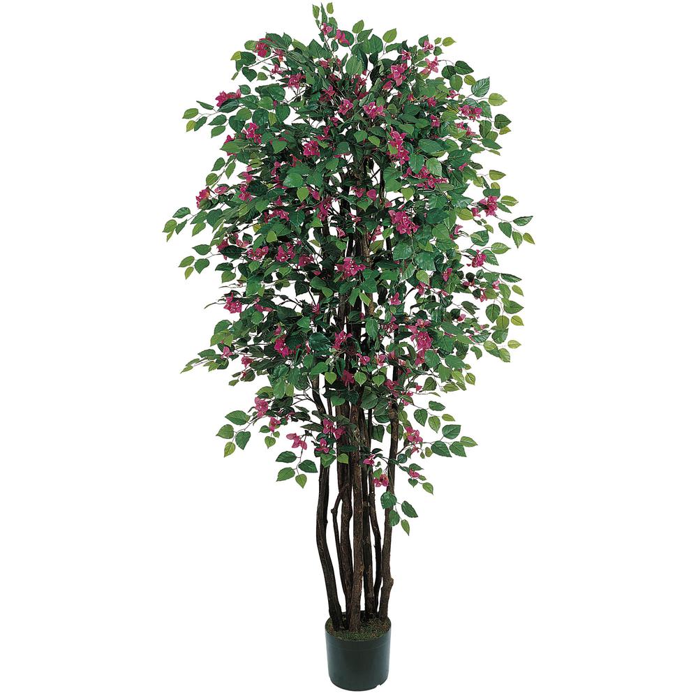 6ft. Bougainvillea Silk Tree