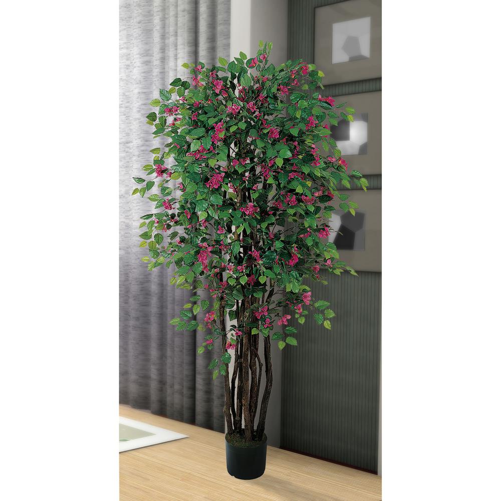 6ft. Bougainvillea Silk Tree
