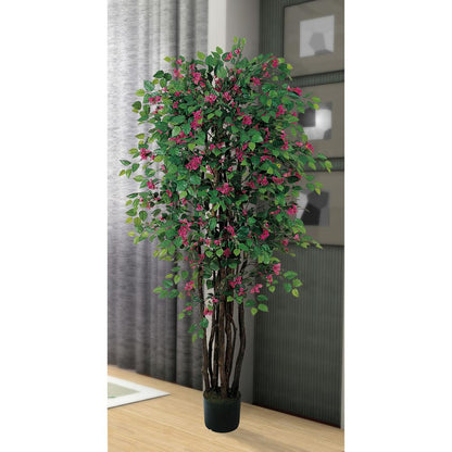6ft. Bougainvillea Silk Tree