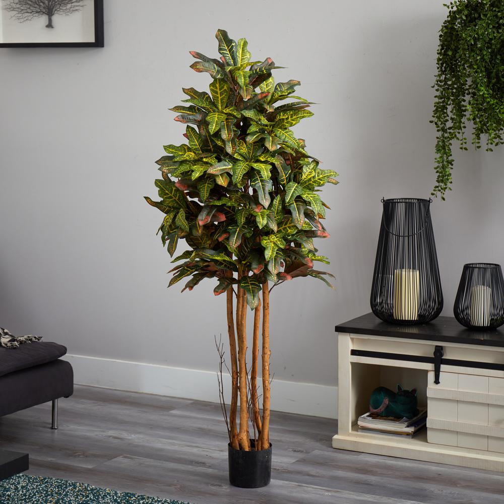 5ft. Croton Silk Tree