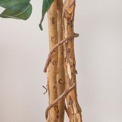 7ft. Ficus Silk Tree