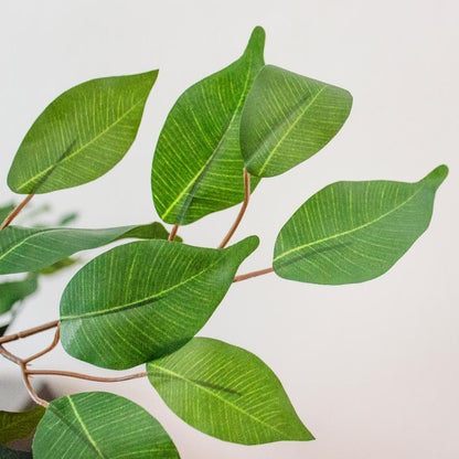 7ft. Ficus Silk Tree