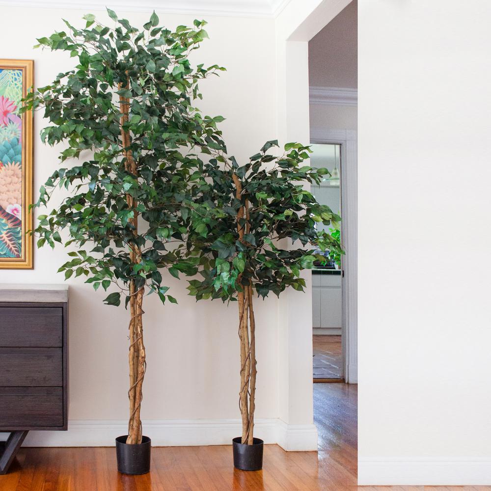 7ft. Ficus Silk Tree