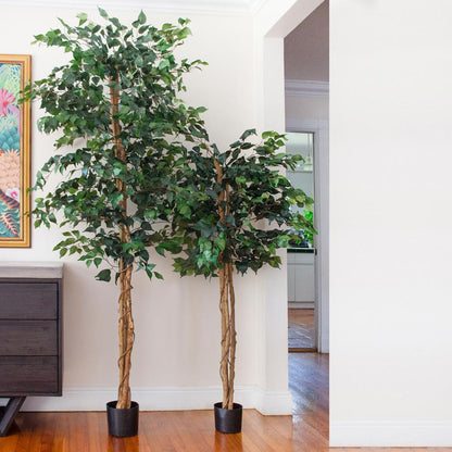 7ft. Ficus Silk Tree