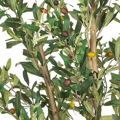 5' Olive Tree w/1380 Lvs