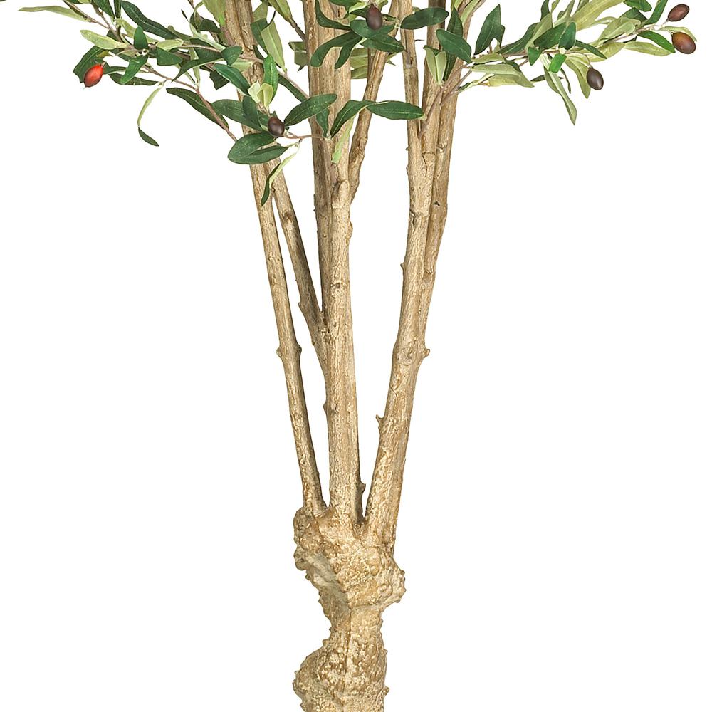 5' Olive Tree w/1380 Lvs