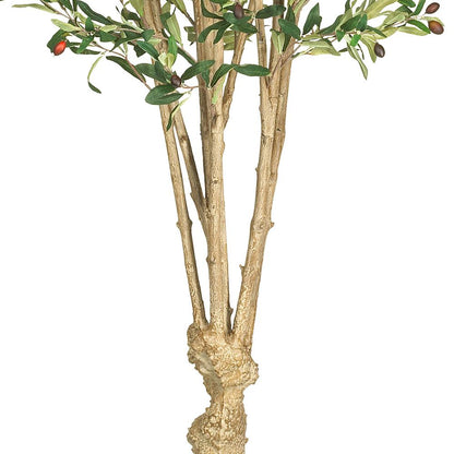 5' Olive Tree w/1380 Lvs