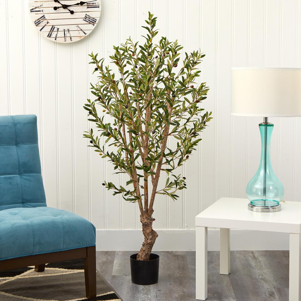 5' Olive Tree w/1380 Lvs