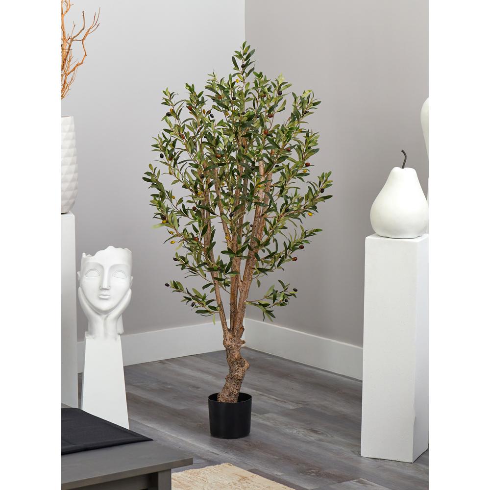 5' Olive Tree w/1380 Lvs
