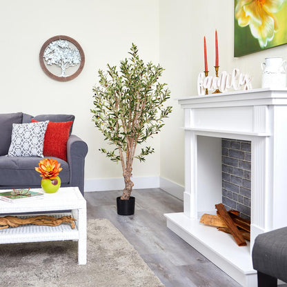5' Olive Tree w/1380 Lvs