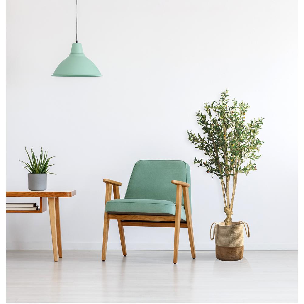 5' Olive Tree w/1380 Lvs