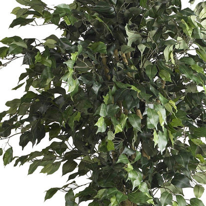 6ft. Double Ball Ficus Silk Tree