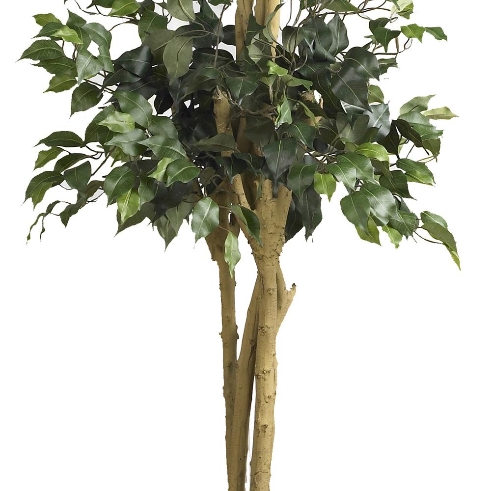 6ft. Double Ball Ficus Silk Tree