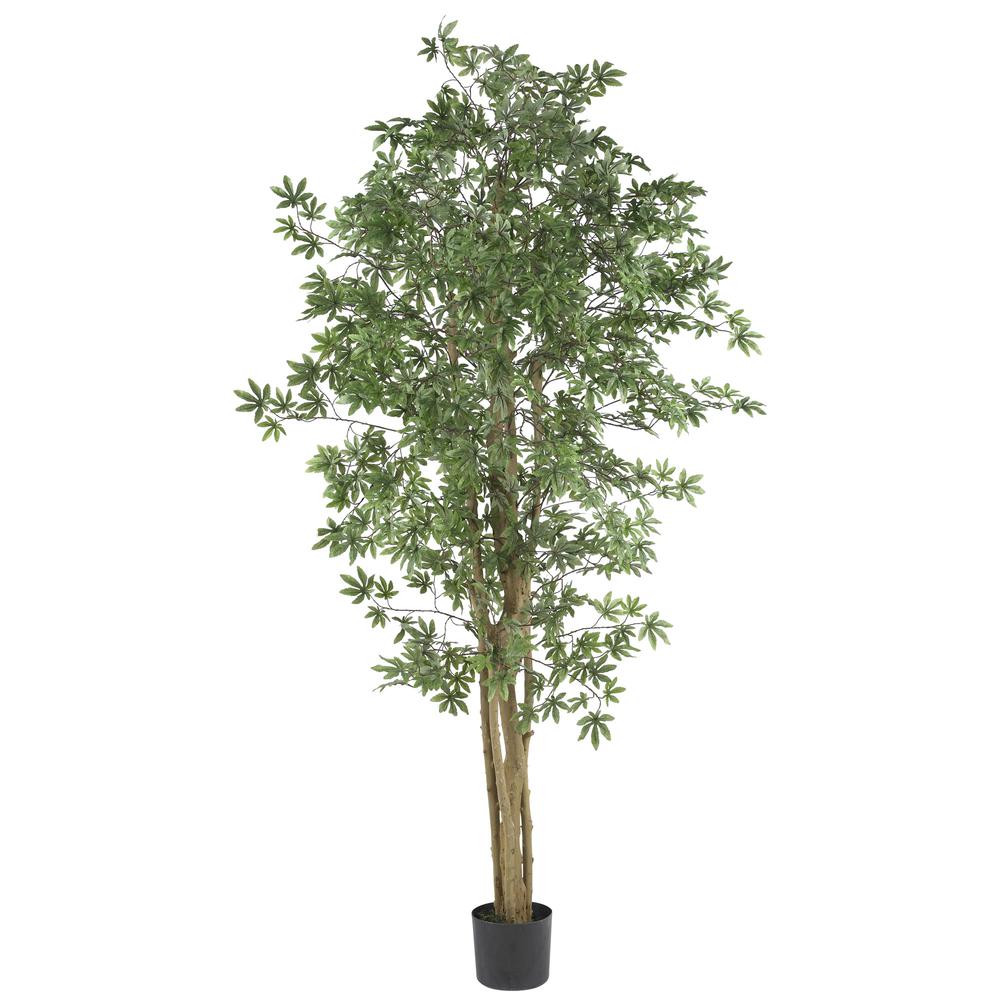 6ft. Japanese Maple Silk Tree