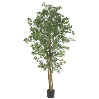 6ft. Japanese Maple Silk Tree