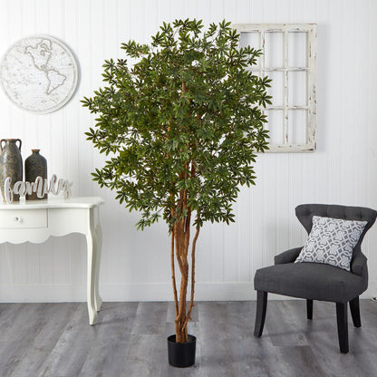 6ft. Japanese Maple Silk Tree