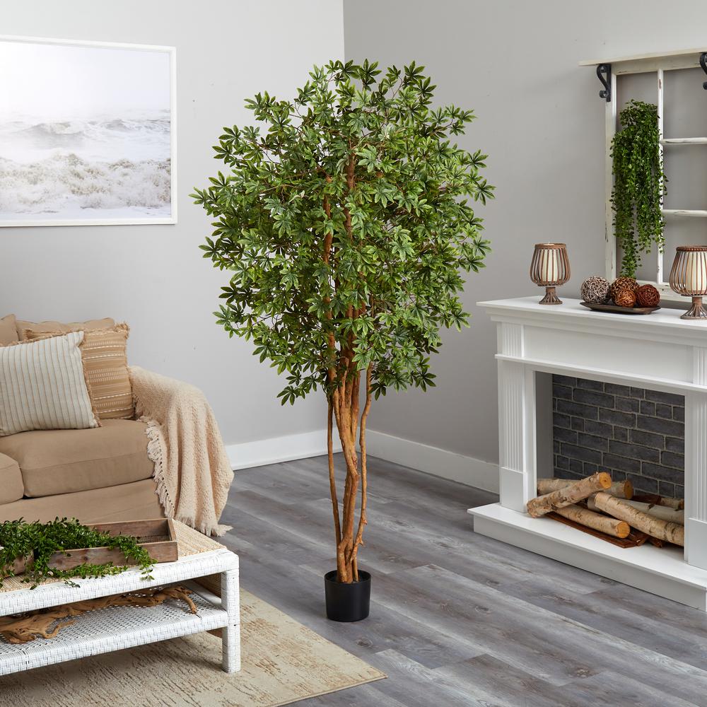 6ft. Japanese Maple Silk Tree