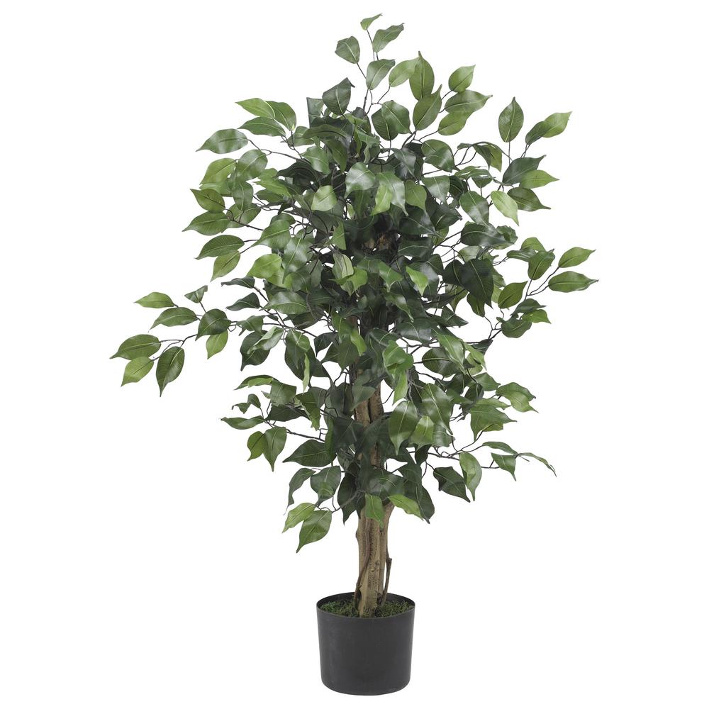 3ft. Ficus Silk Tree