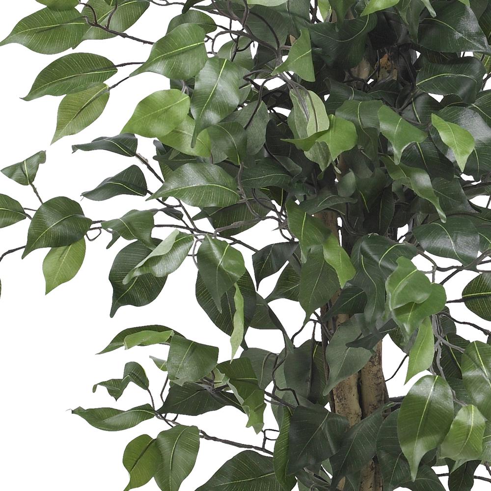 3ft. Ficus Silk Tree