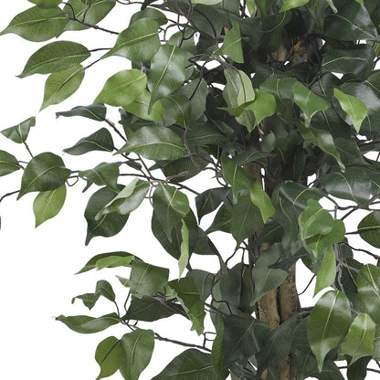 3ft. Ficus Silk Tree