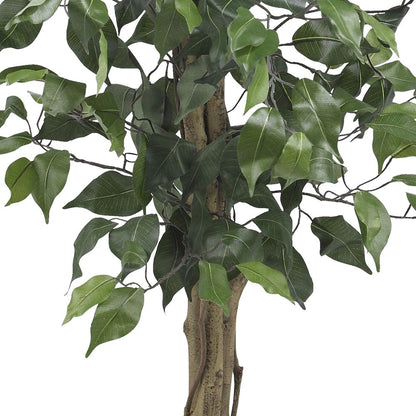 3ft. Ficus Silk Tree