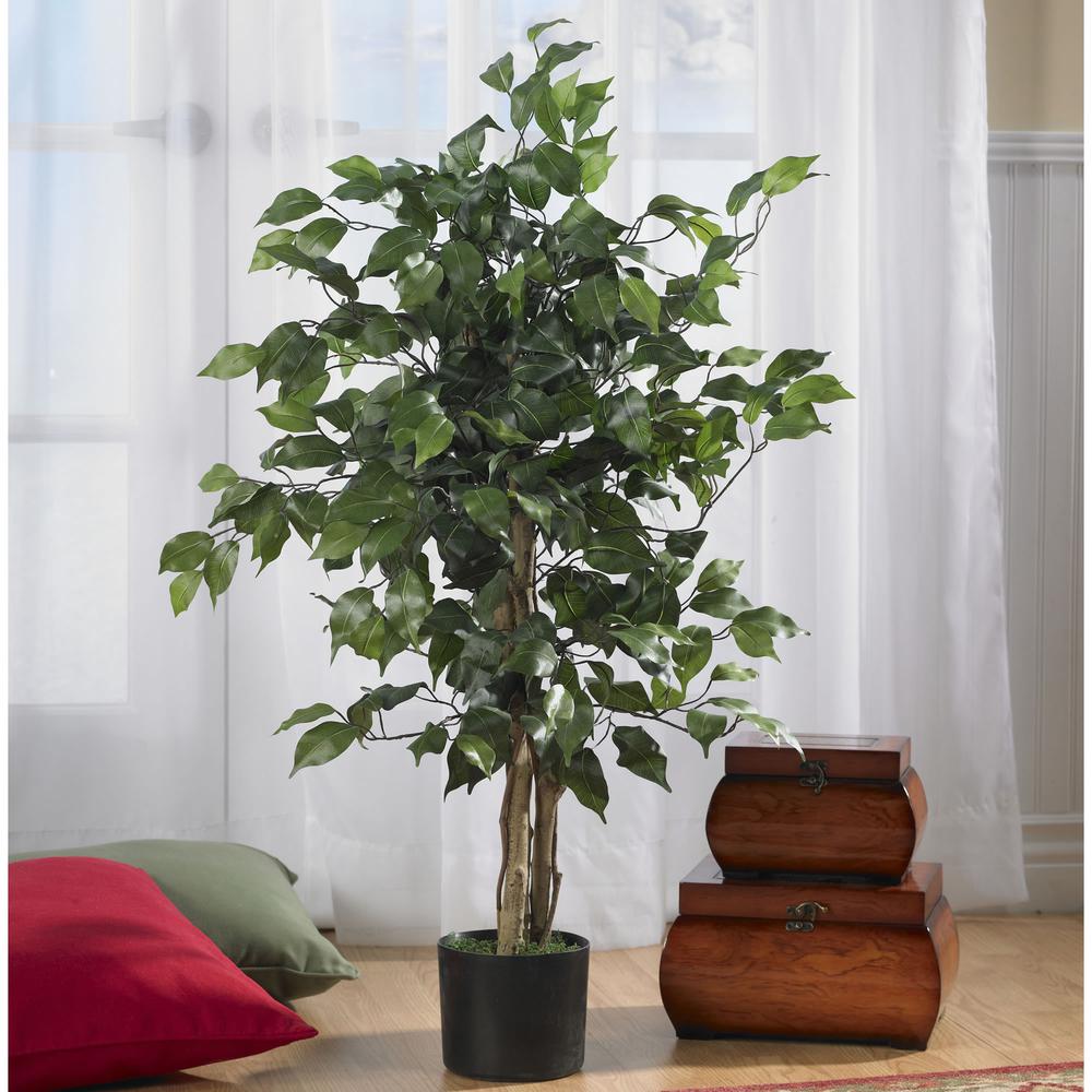 3ft. Ficus Silk Tree