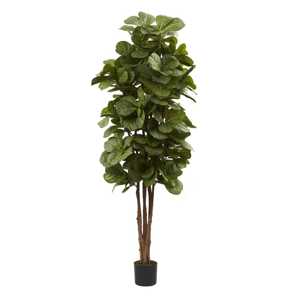 6ft. Fiddle Leaf Fig Tree