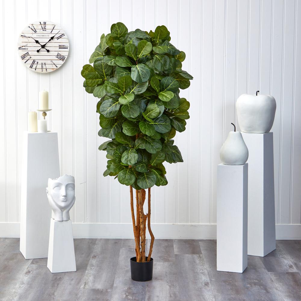 6ft. Fiddle Leaf Fig Tree