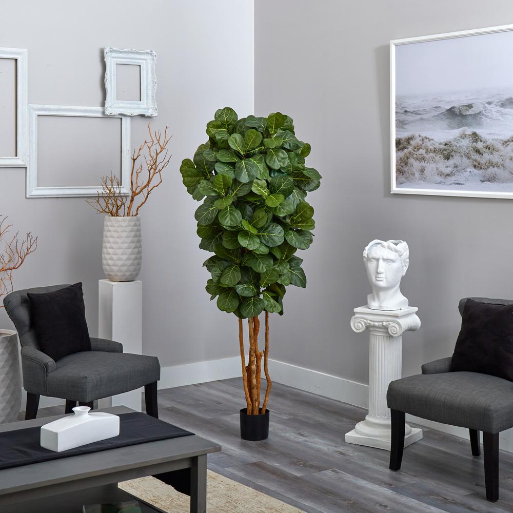 6ft. Fiddle Leaf Fig Tree