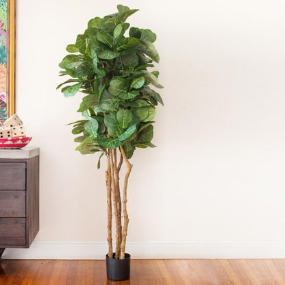 6ft. Fiddle Leaf Fig Tree