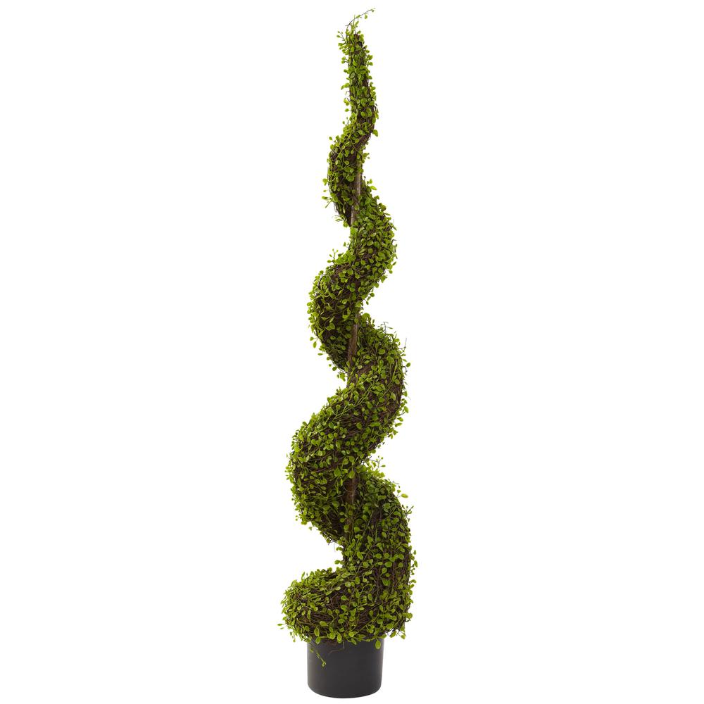 4ft. Mohlenbechia Spiral Tree