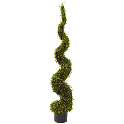 4ft. Mohlenbechia Spiral Tree
