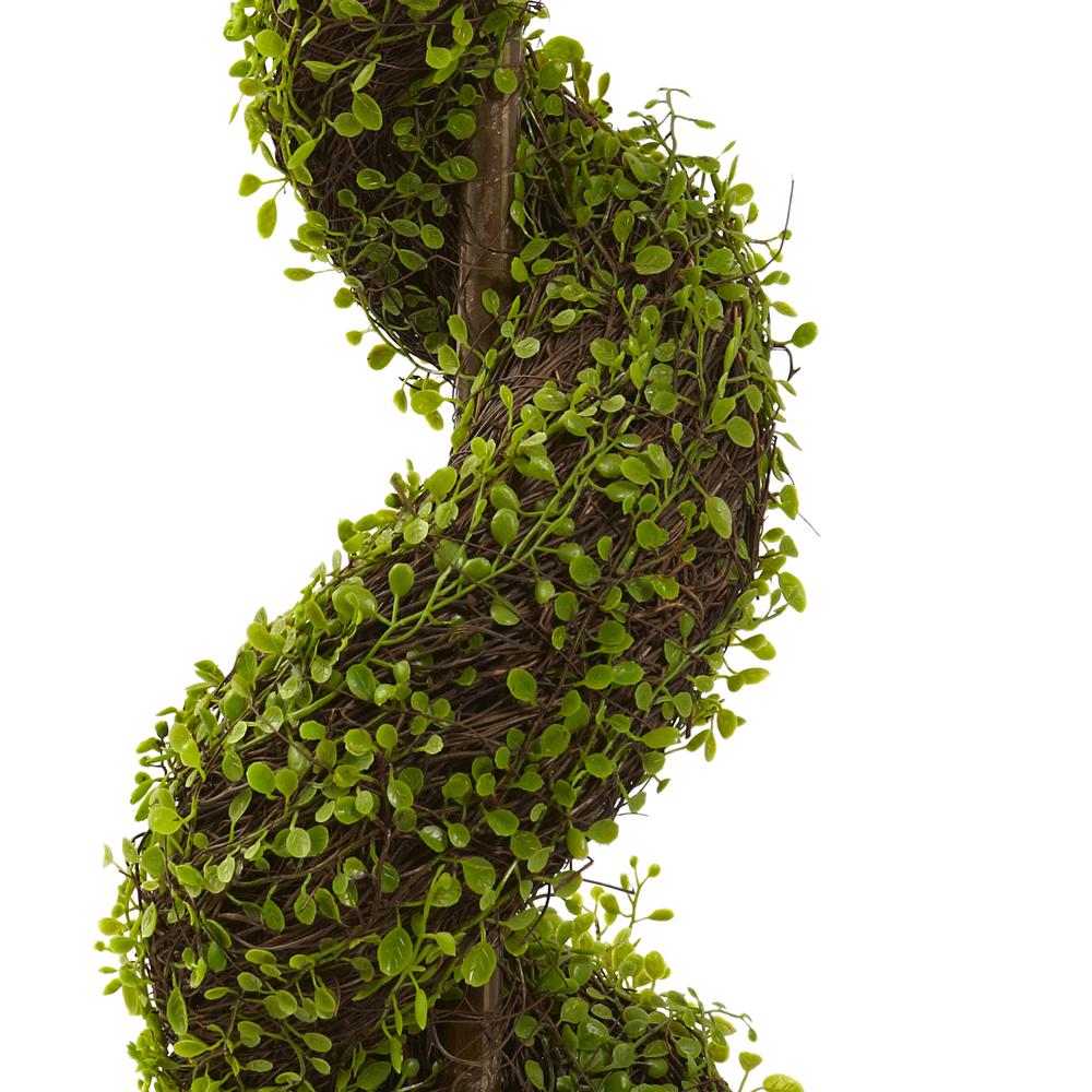 4ft. Mohlenbechia Spiral Tree