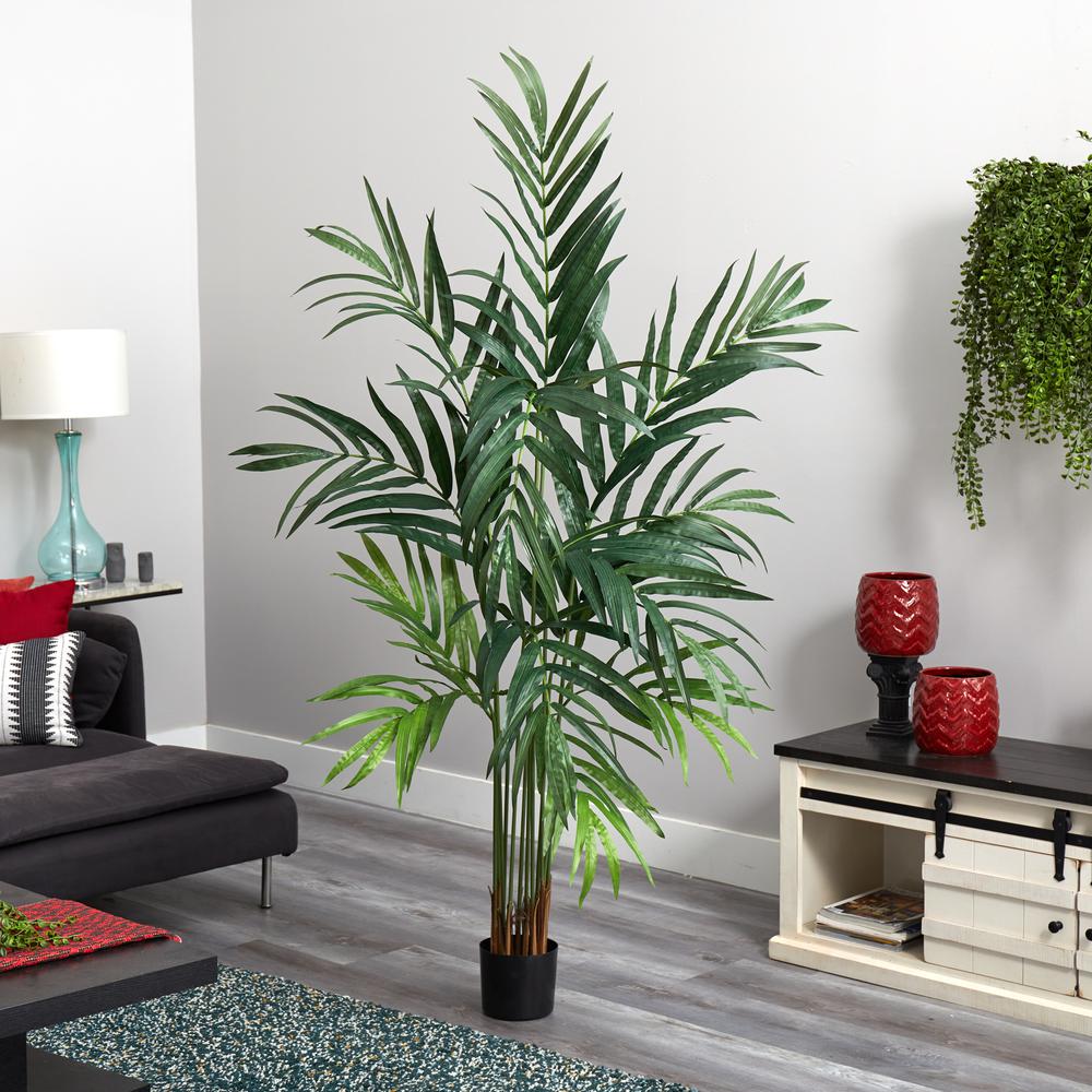 6ft. Kentia Palm Tree