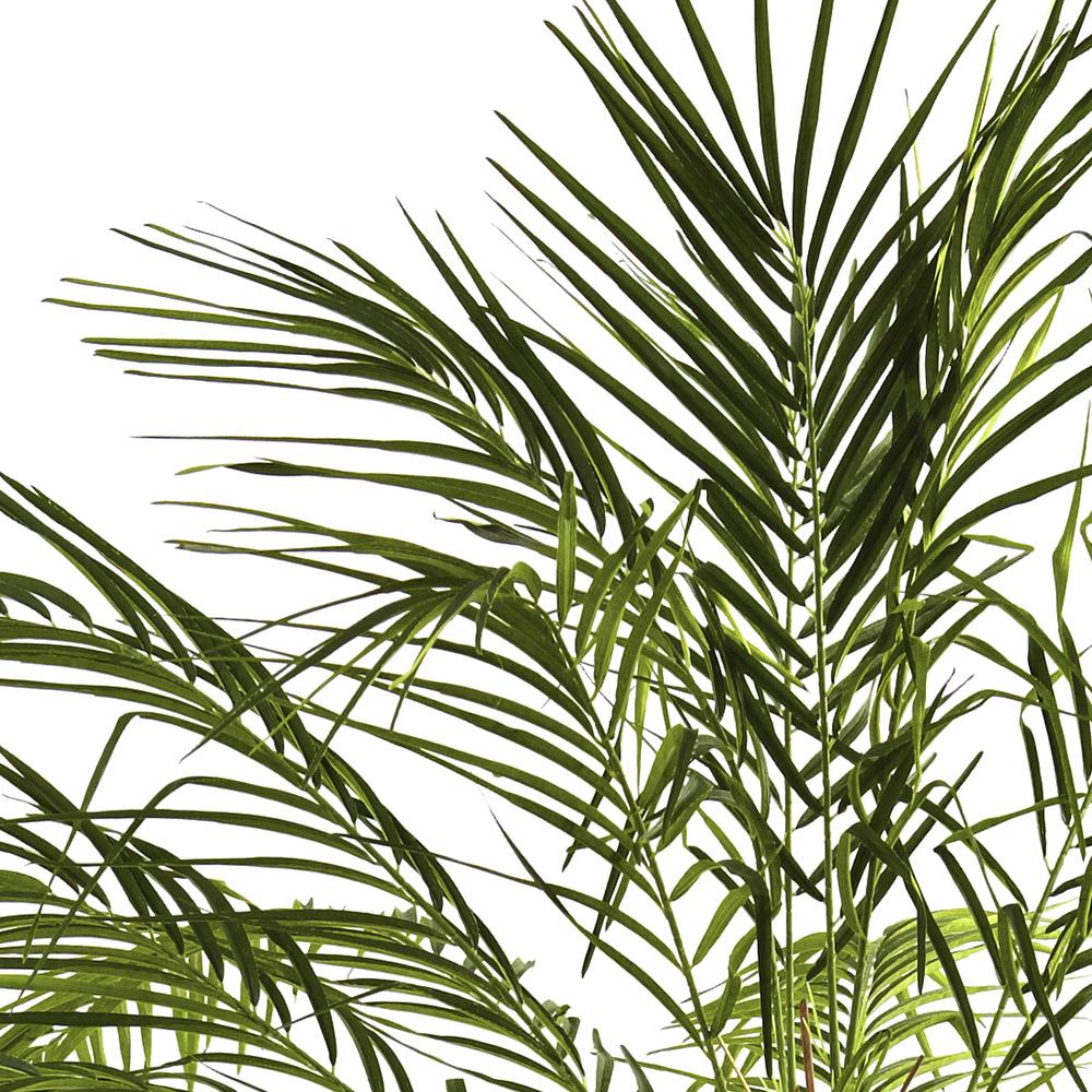 6ft. Robellini Palm Tree