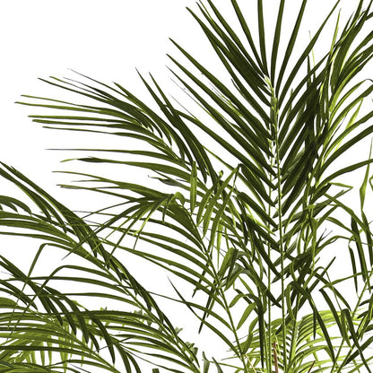 6ft. Robellini Palm Tree