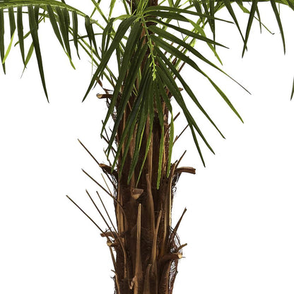 6ft. Robellini Palm Tree