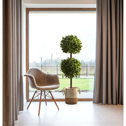 6ft. Sweet Bay Double Ball Topiary