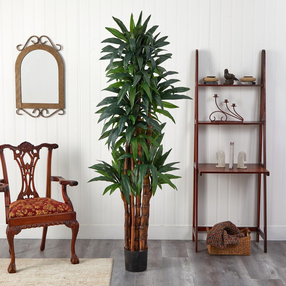 6.5ft. Dracaena Tree