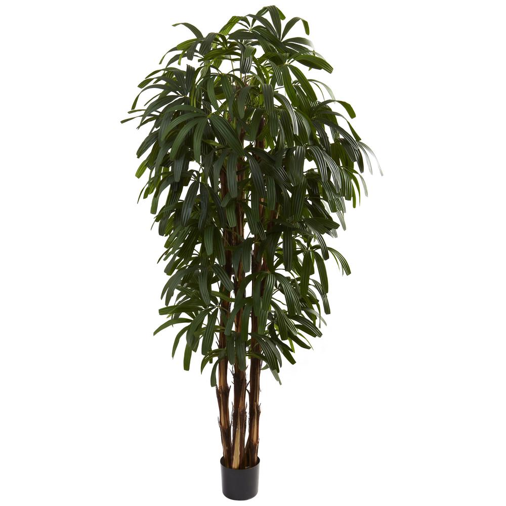 6ft. Raphis Palm Tree