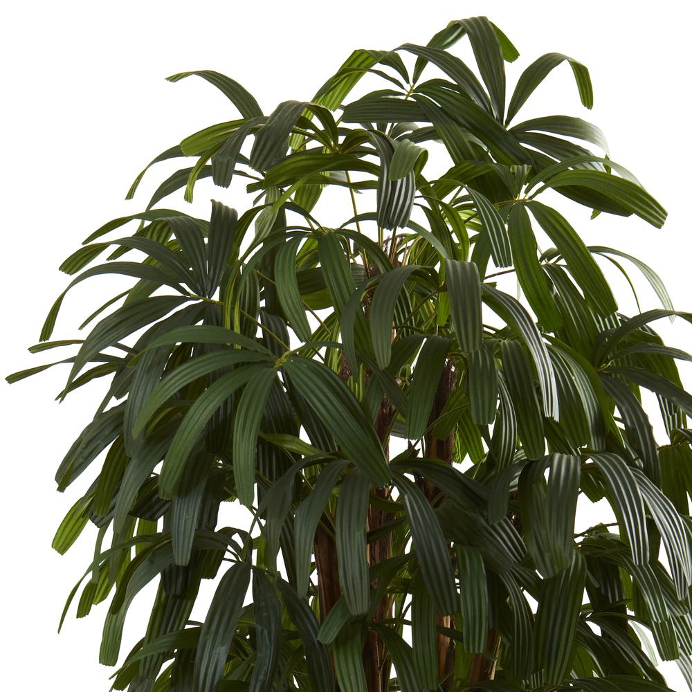 6ft. Raphis Palm Tree