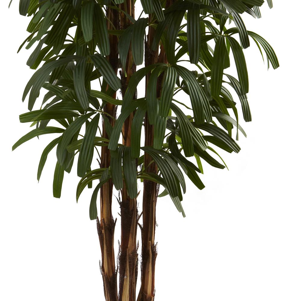 6ft. Raphis Palm Tree