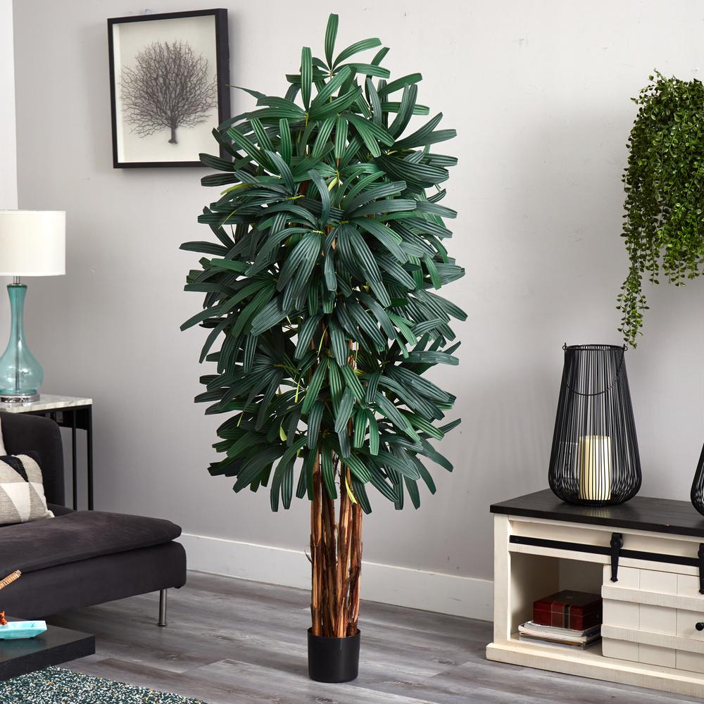 6ft. Raphis Palm Tree
