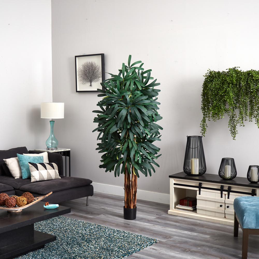 6ft. Raphis Palm Tree